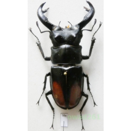Hexarthrius parryi paradoxus Mollenkamp 1897 77mm Indonesia, Sumatra Is16e